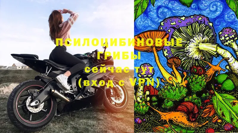 Галлюциногенные грибы Psilocybe Белоозёрский